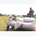 No notable changes in new rice export regulations