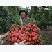 Việt Nam struggles to export fruit to demanding markets