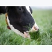 New research claims health benefits of grass-fed milk