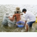 Trà Vinh takes measures to protect shrimp from disease