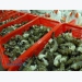 Seafood exports of the first six months increase 0.6% year on year