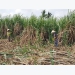 High-tech farming significant to improve sugarcane quality, productivity