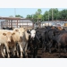 Midwest cattle face potential heat stress