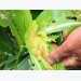 Fall armyworm attacks Vietnam’s agriculture