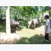 Trâu Myanmar, bò Thái Lan phổng phao trên xứ Nghệ