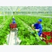 Labour export in agricultural: a golden chance for Vietnamese farmers