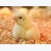 Which markets will benefit from hike in Chinese demand for poultry?