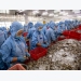 US maintains decision to lift anti-dumping duties on Vietnamese shrimp