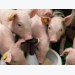 Controlling dietary buffering capacity in piglet feeds