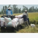 Vietnam's rice prices suffer fall due to sharp decline in demand from China