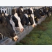 Study: Feed supplement reduces GHG emissions from cows