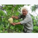 Lão nông với vườn mãng cầu dai cho trái khổng lồ