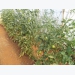 There’s more to crop rotation than meets the eye