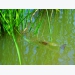 Bạc Liêu to build three organic rice-shrimp farms following global standards