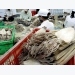 Vietnamese squid, octopus exports to Spain up 3.6%