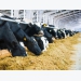 Leading Egyptian dairy farm championing feed self-sufficiency