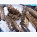 Vietnam promotes sea cucumber IMTA