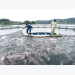 Mở hướng nuôi cá tầm trên hồ Cốc Ly