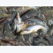 The case for improved biosecurity on Vietnam’s catfish farms