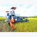 Sản xuất cánh đồng lớn nâng cao chất lượng lúa gạo