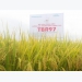 Lúa thuần TBR97 tại tỉnh Thanh Hóa đạt năng suất trên 67 tạ/ha