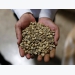 Vietnam domestic coffee prices to rise slightly after virus found in coffee region