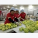 US increases Vietnamese fruit imports