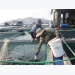 Khánh Hòa embraces advanced technologies for marine aquaculture