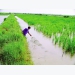 Hiệu quả nuôi tôm – lúa và luân canh tôm sú sinh thái tại Bến Tre