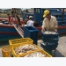 Door to EU market wide open for Vietnamese aquatic products