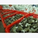 Shrimp exports to Canada skyrocket