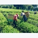 Tea exports enjoy robust growth despite COVID-19 threat