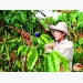 Project improves coffee quality in Lam Dong Province