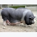 22 Vietnamese local pig breeds - Part 1