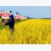 Hybrid rice variety 27P53 makes a breakthrough in quality and yield