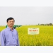 Vietnamese fragrant rice variety Dai Thom 8 proves superior