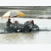 Autumn-winter rice crop may serve export demands