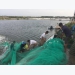 Hi-tech shrimp farming booms in Quang Ninh