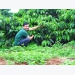 Revive coffee planting soil thanks to organic production