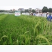 Hybrid rice in Vietnam - The story continues