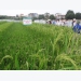 Hybrid rice in Vietnam - The story continues