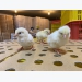 Calling for contribution to make livestock industry more sustainable