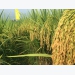 Another story about hybrid rice in Vietnam