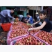 Bac Giang farmers launches first livestream on Sendo to sell lychee