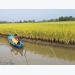 Irrigation systems at shrimp- rice farming areas are inadequate