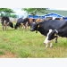 Special breeding procedure at European standard organic dairy farm