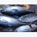 Xuất khẩu cá ngừ giảm tại nhiều thị trường chính