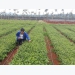 Gia Lai needs VND 5.2 trillion to develop medicinal plants
