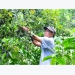 Macadamia intercropping, solution for coffee trees during difficult period