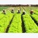 Vegetable growers in Da Lat staggered